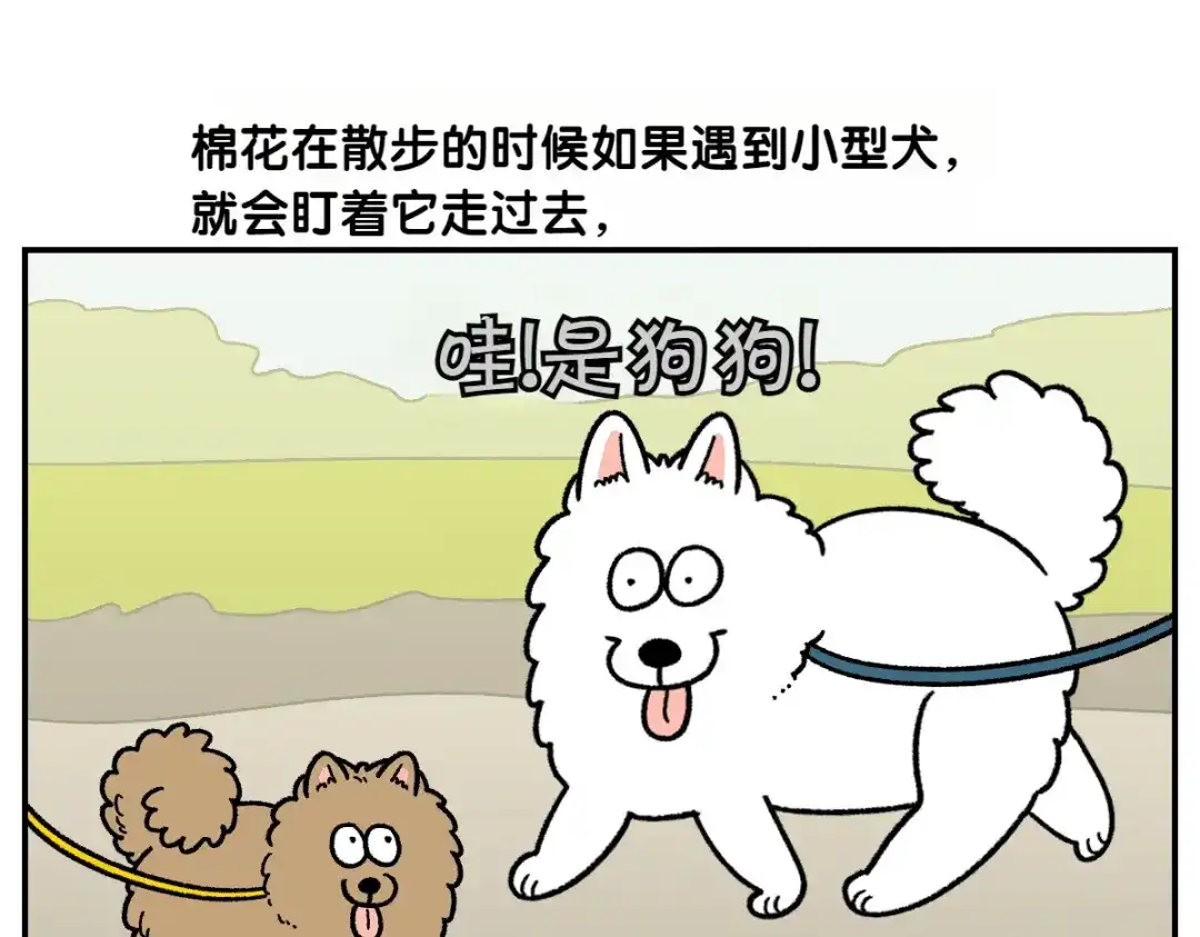 第64话和狗狗朋友问好-我的狗子叫棉花-milo+Polarfox（第4张）