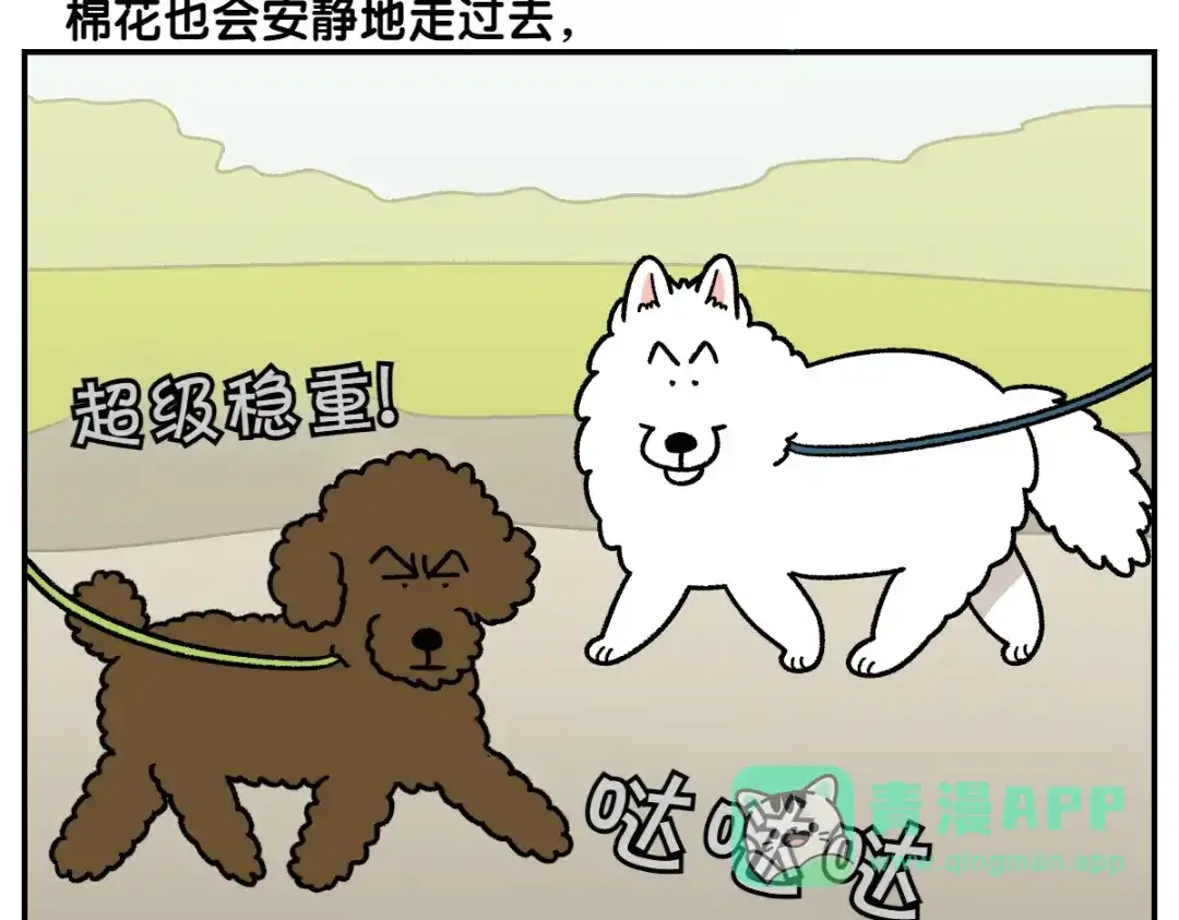 第64话和狗狗朋友问好-我的狗子叫棉花-milo+Polarfox（第10张）