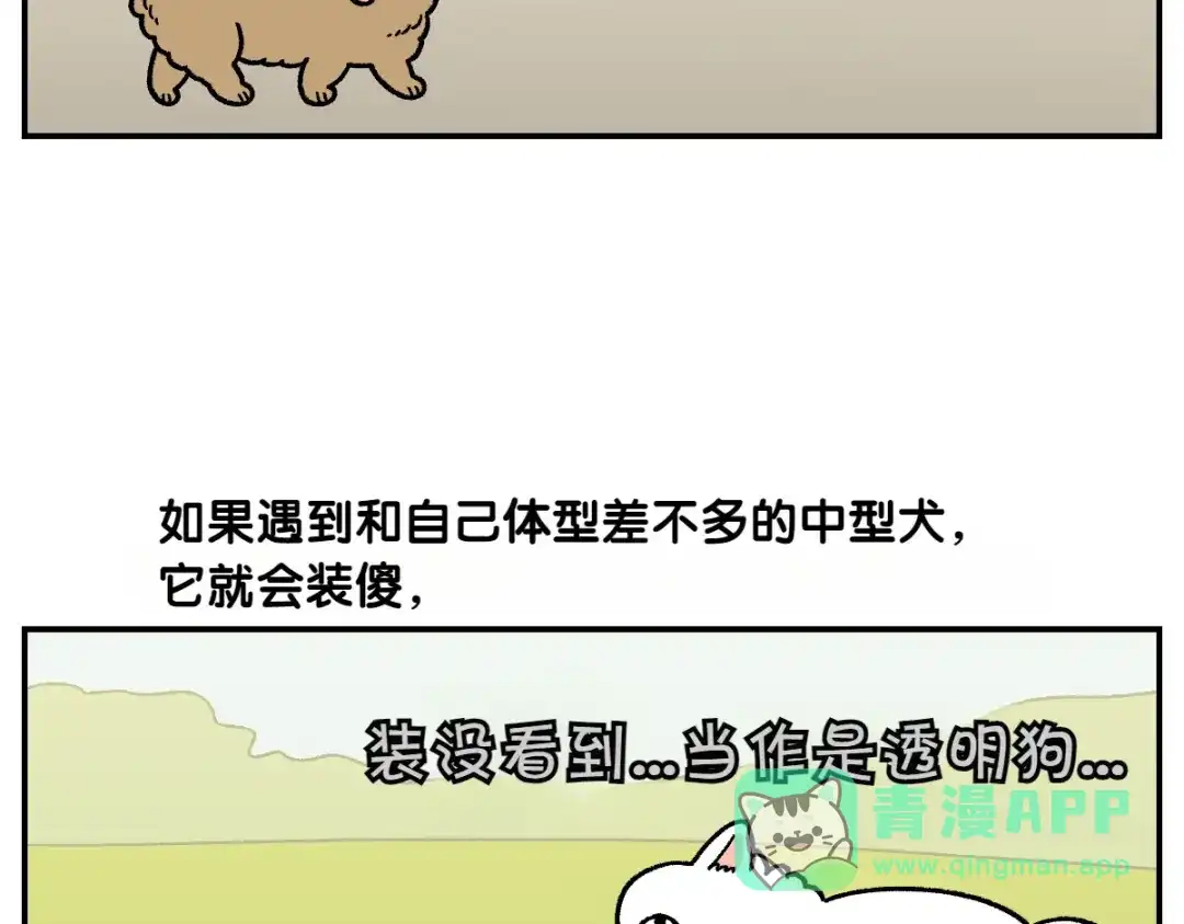 第64话和狗狗朋友问好-我的狗子叫棉花-milo+Polarfox（第5张）