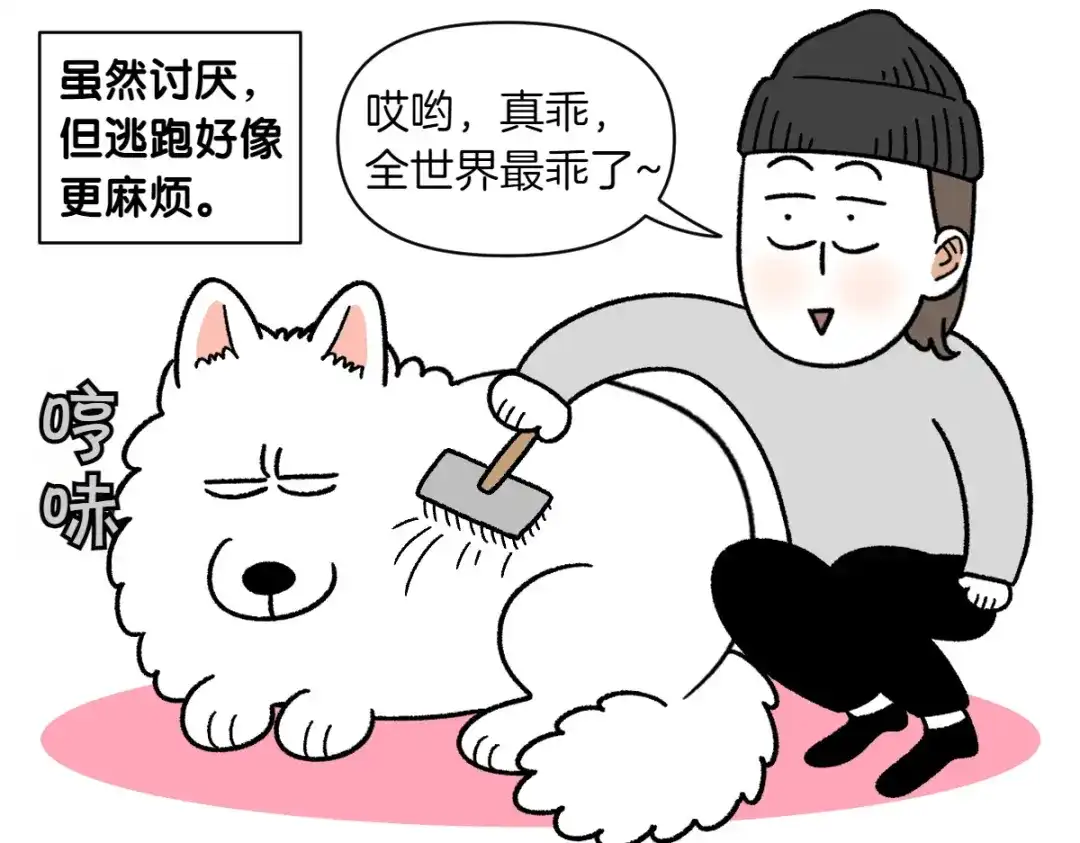 第70话梳毛-我的狗子叫棉花-milo+Polarfox（第7张）