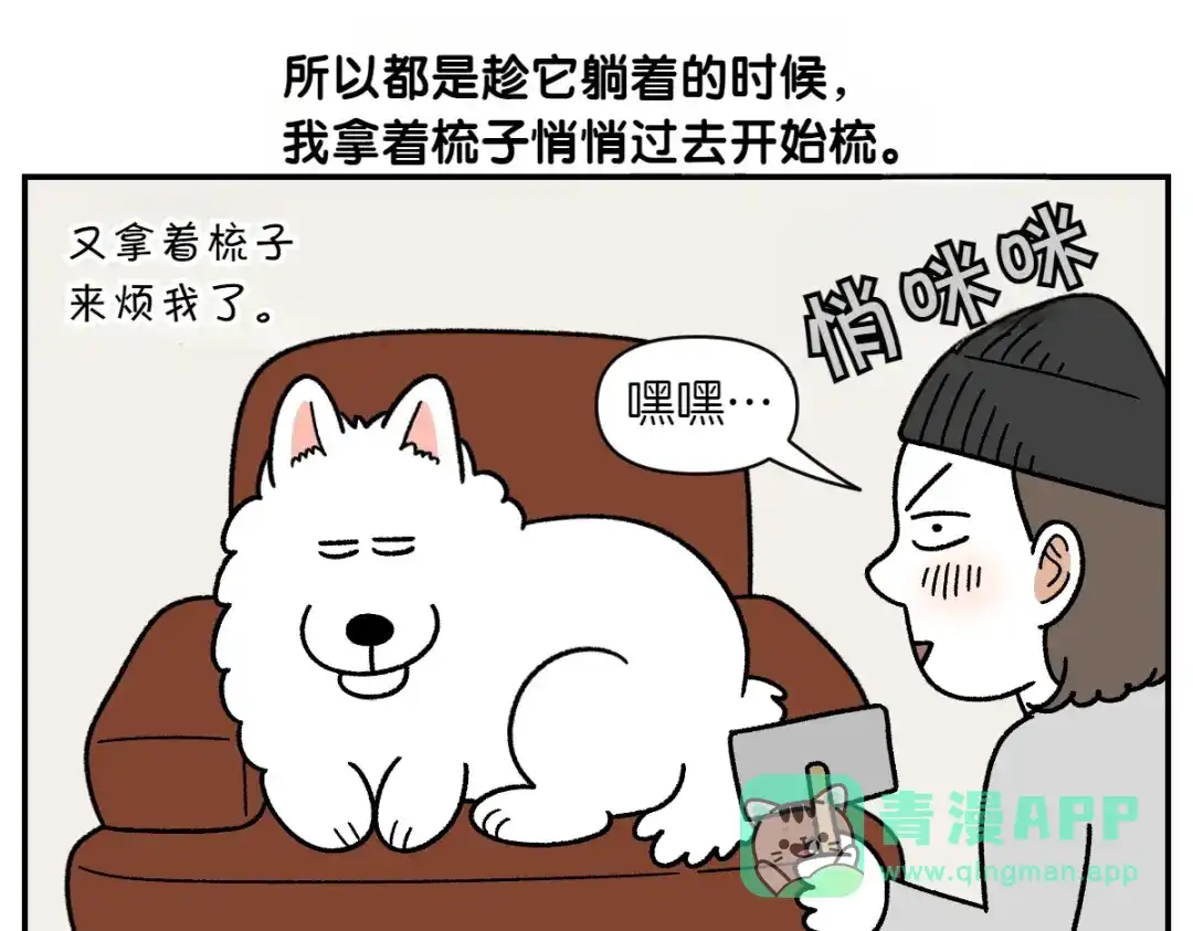 第70话梳毛-我的狗子叫棉花-milo+Polarfox（第10张）