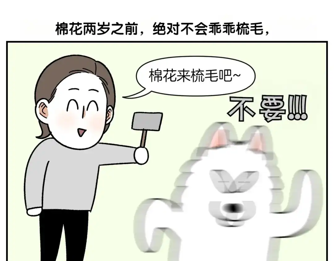 第70话梳毛-我的狗子叫棉花-milo+Polarfox（第4张）