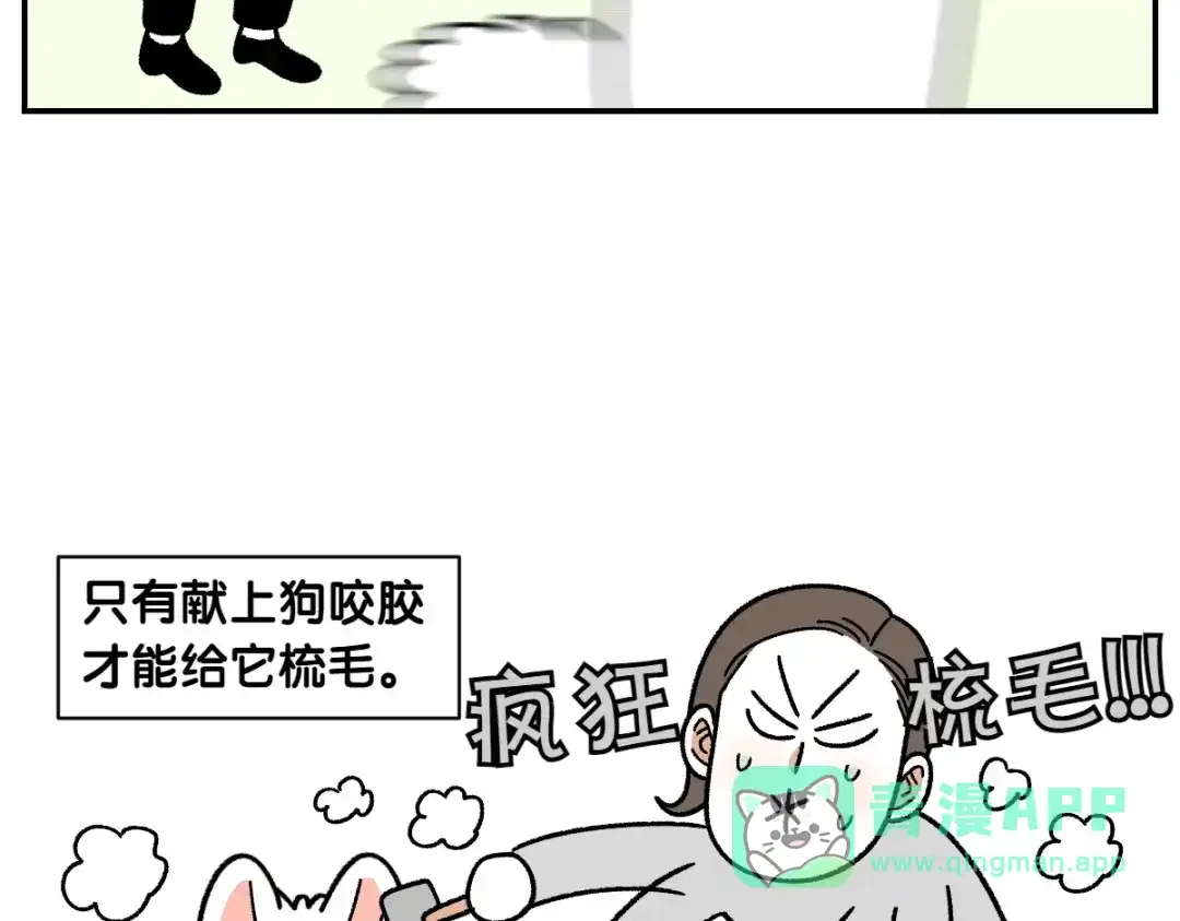 第70话梳毛-我的狗子叫棉花-milo+Polarfox（第5张）