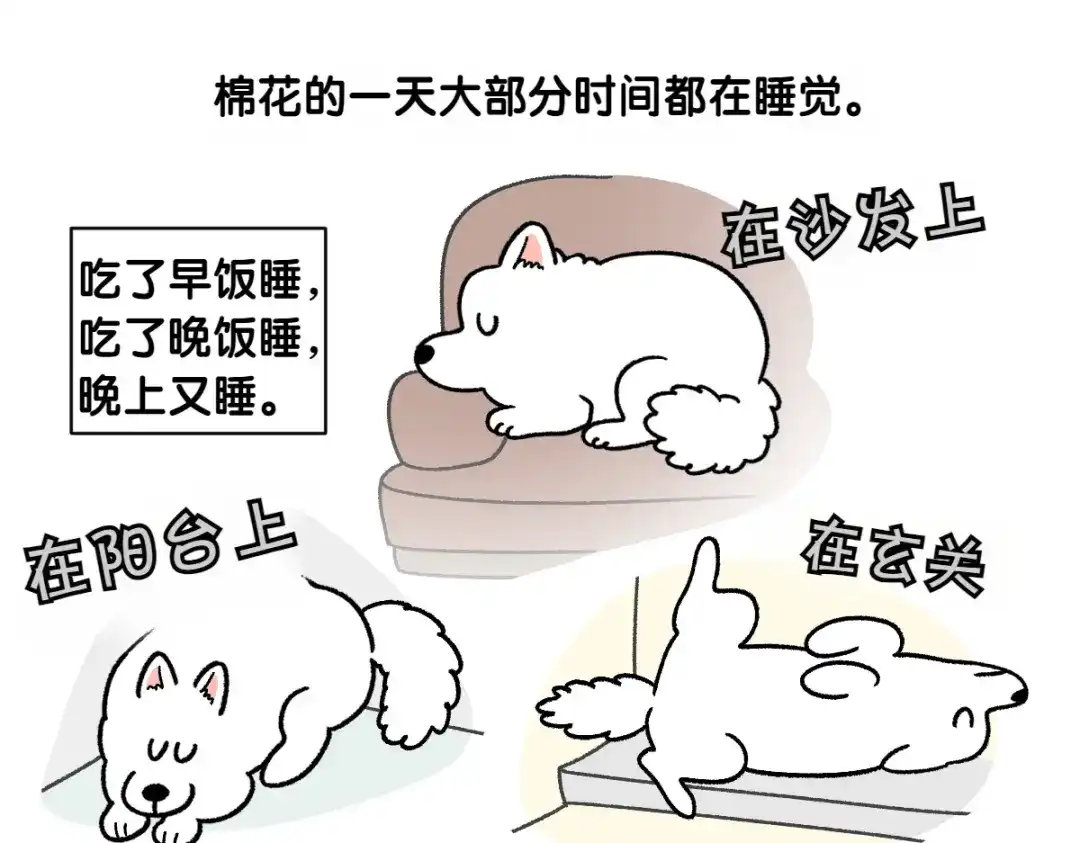 第80话早晚都在睡觉的狗-我的狗子叫棉花-milo+Polarfox（第4张）