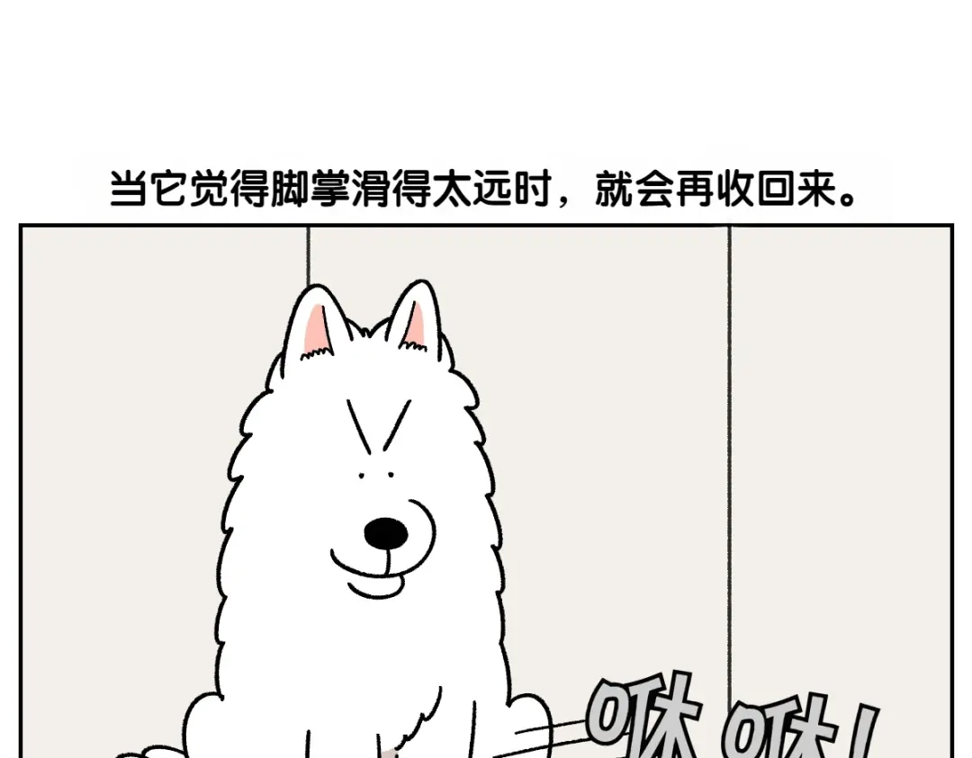 第97话脚底保湿护理-我的狗子叫棉花-milo+Polarfox（第10张）