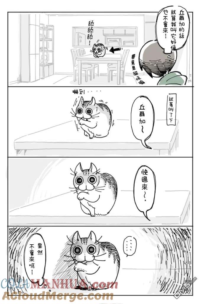 第5话-关于养猫我一直是新手-キュルZ（第2张）