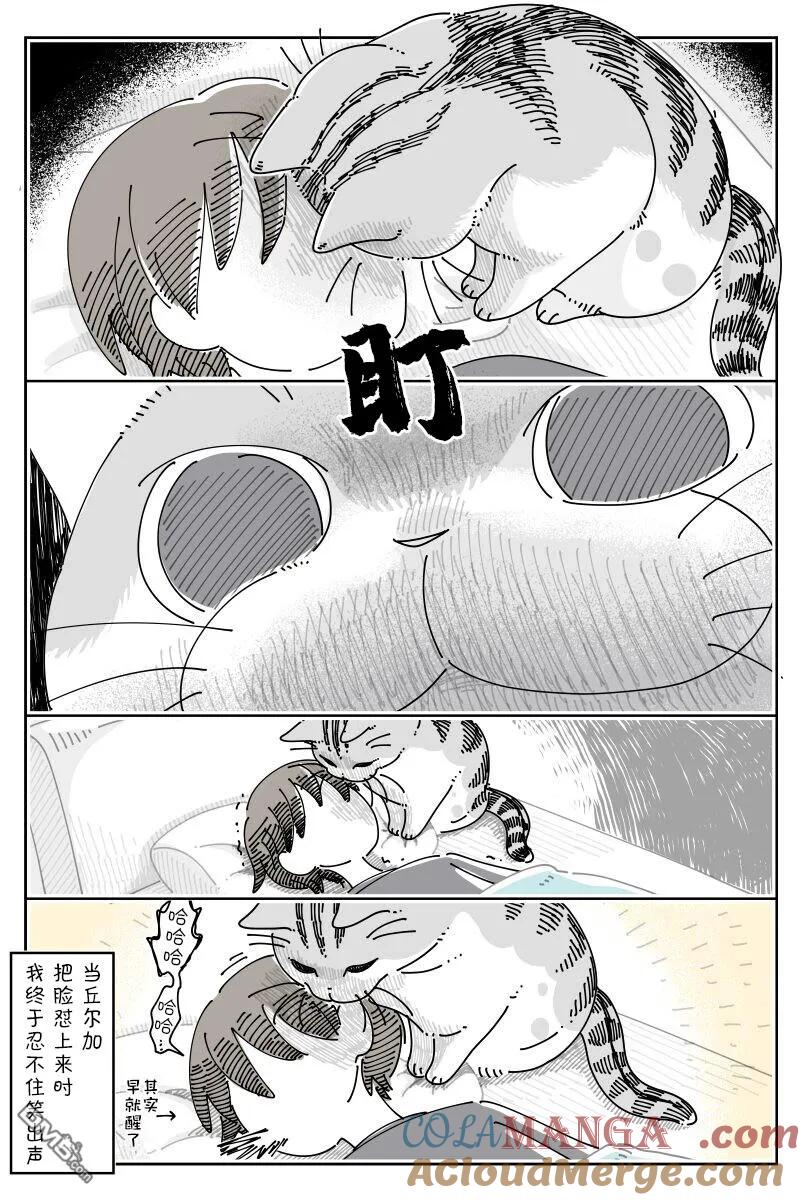 第224话-关于养猫我一直是新手-キュルZ（第2张）