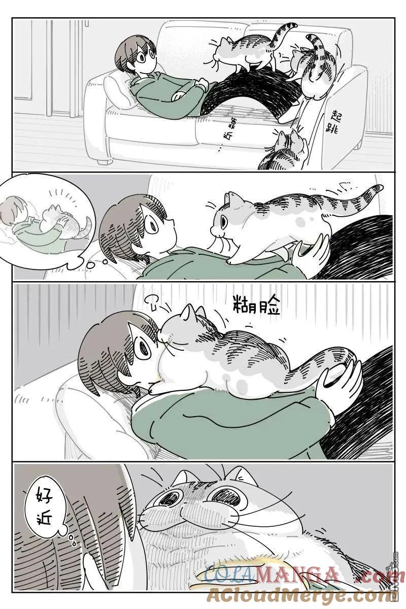 第241话-关于养猫我一直是新手-キュルZ（第1张）