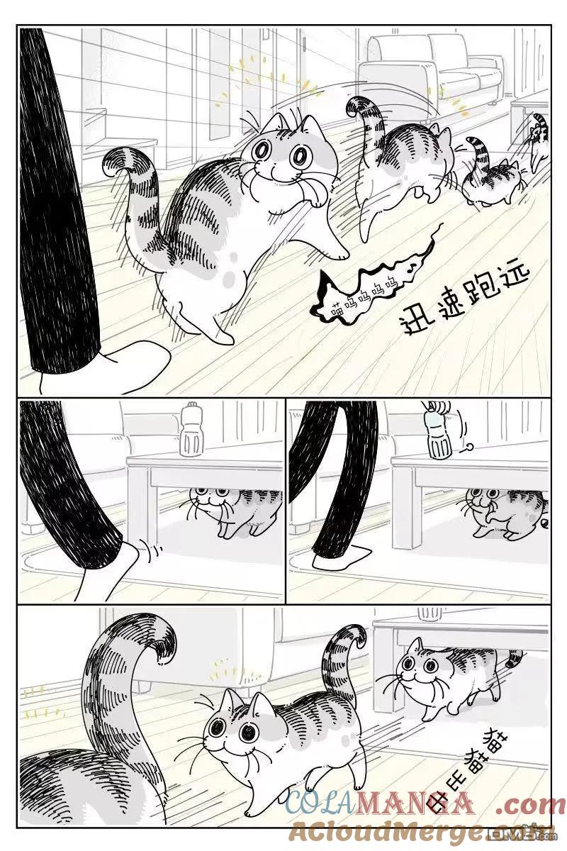 第255话-关于养猫我一直是新手-キュルZ（第1张）