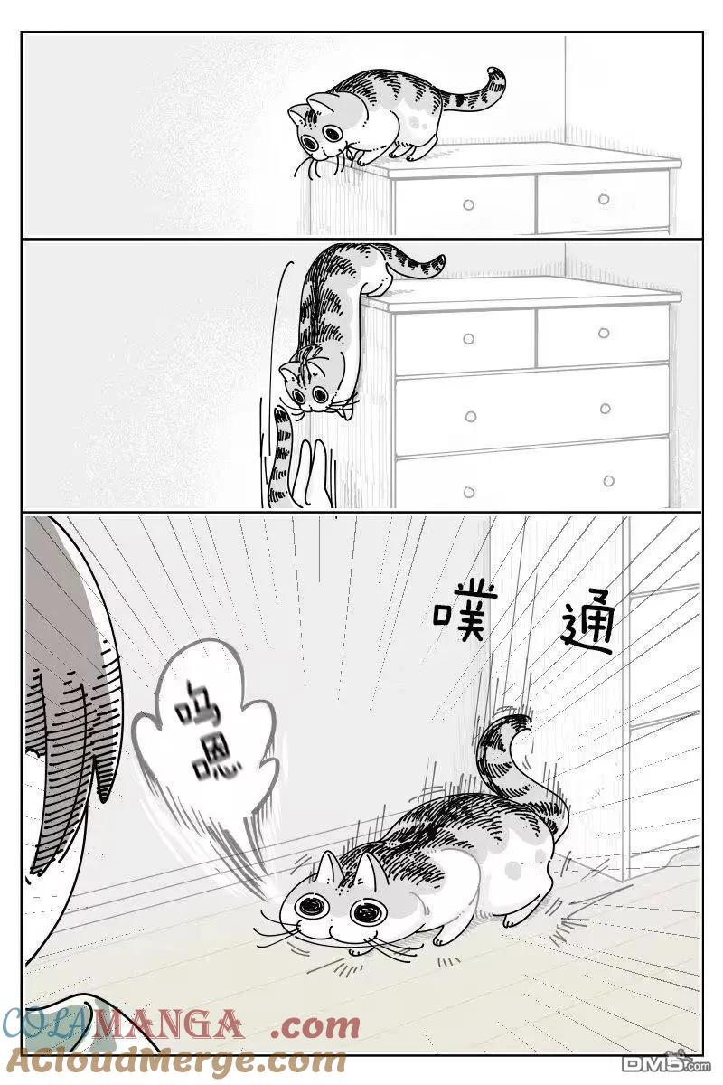 第256话-关于养猫我一直是新手-キュルZ（第1张）