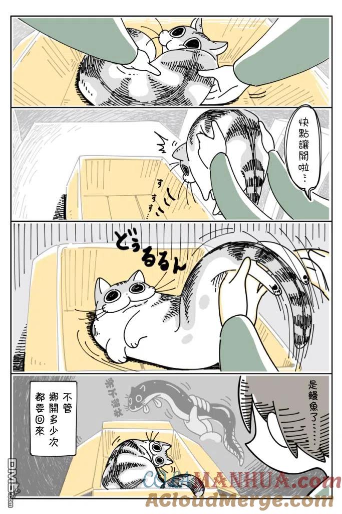 第17话-关于养猫我一直是新手-キュルZ（第3张）
