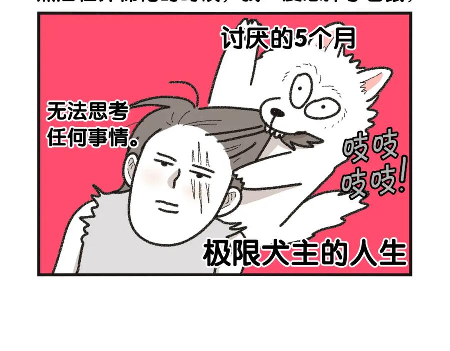 番外1毛毛登场！-我的狗子叫棉花-milo+Polarfox（第11张）