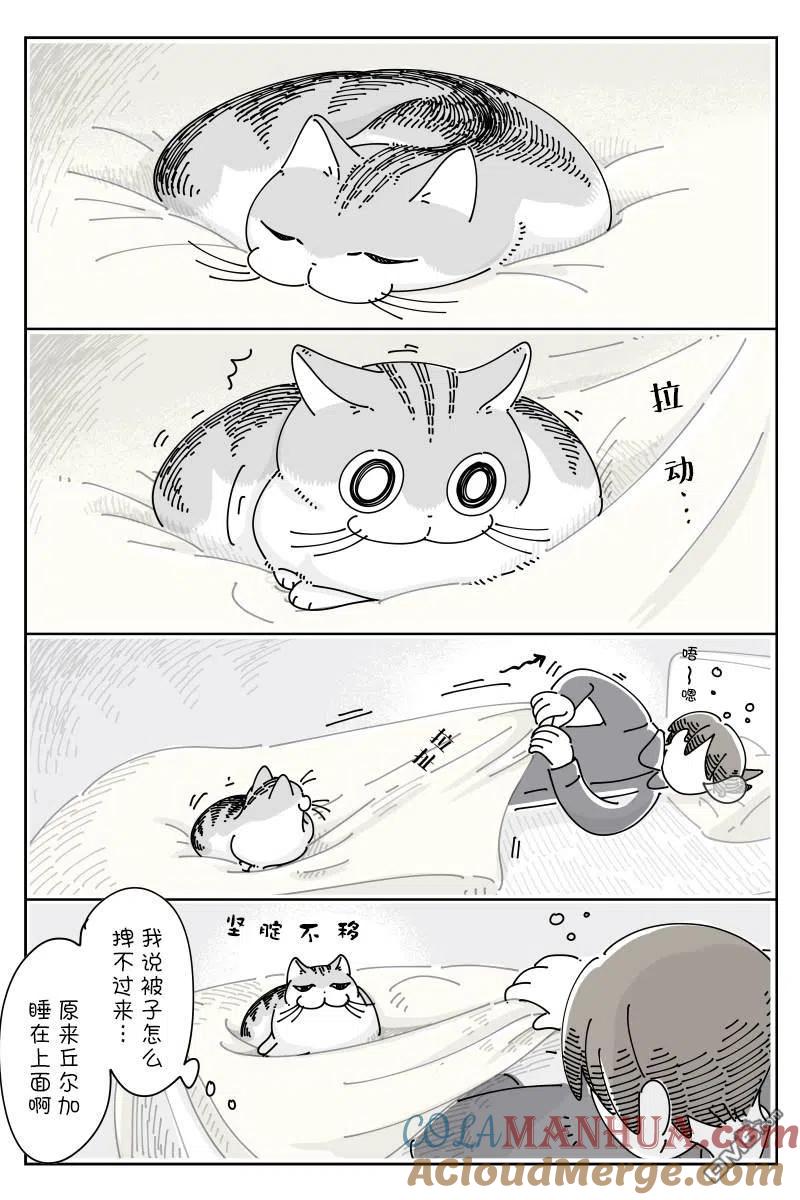 第98话-关于养猫我一直是新手-キュルZ（第1张）