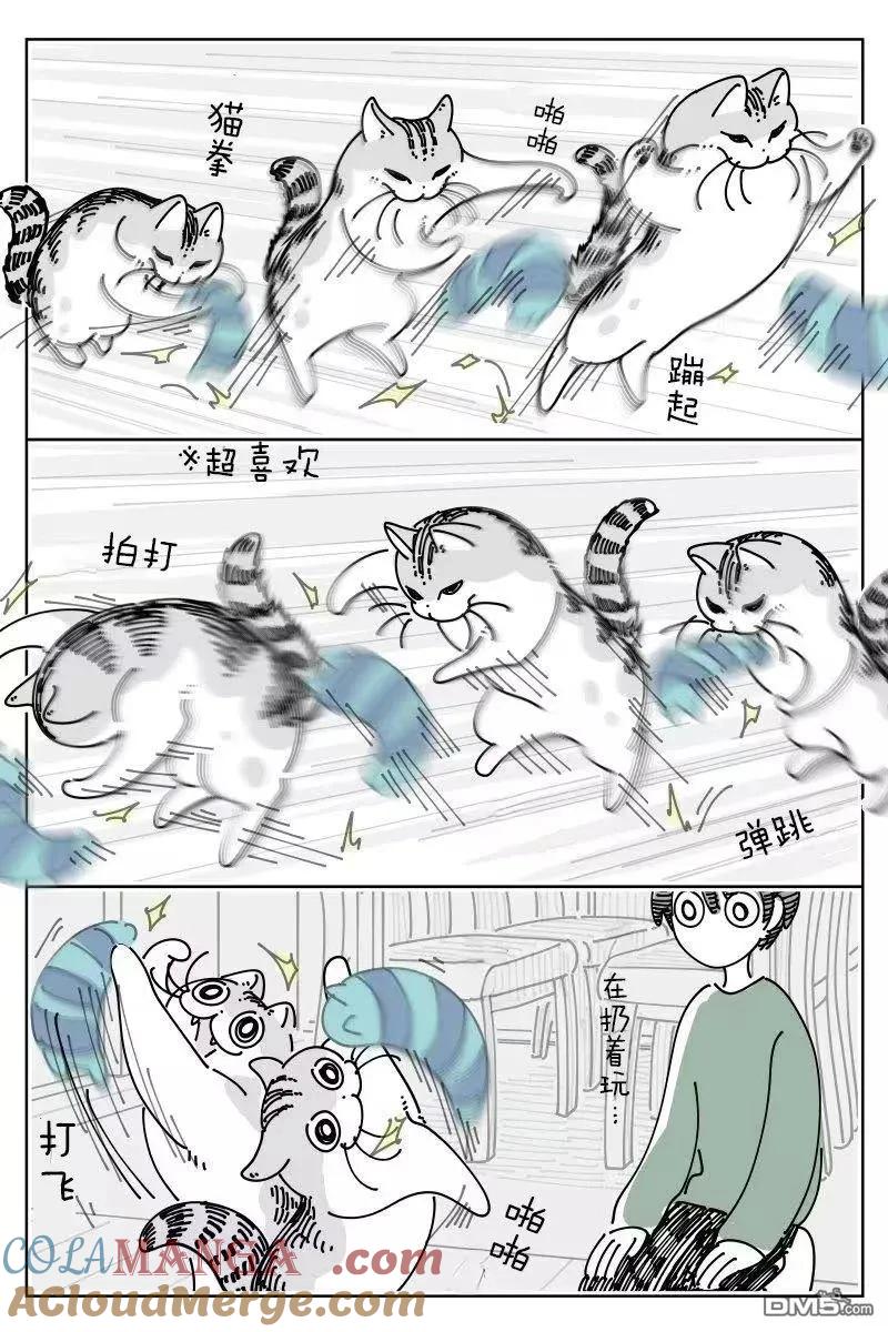 第266话-关于养猫我一直是新手-キュルZ（第1张）