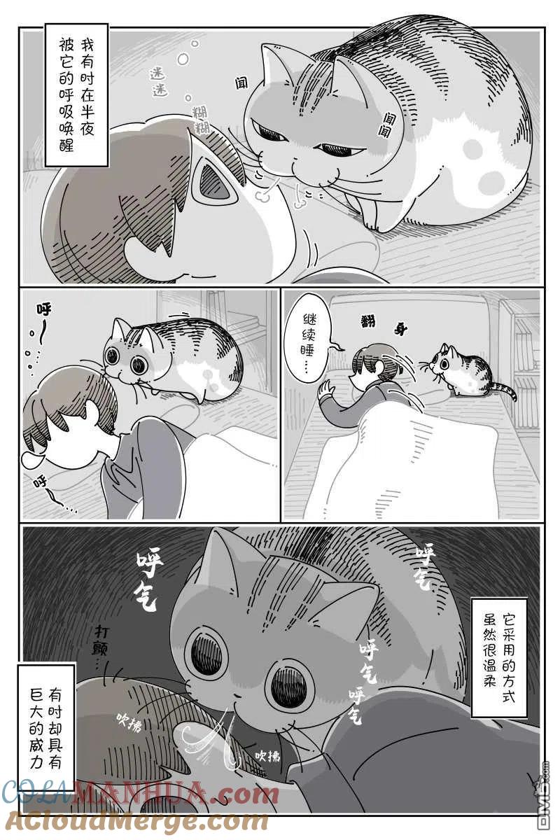 第110话-关于养猫我一直是新手-キュルZ（第1张）