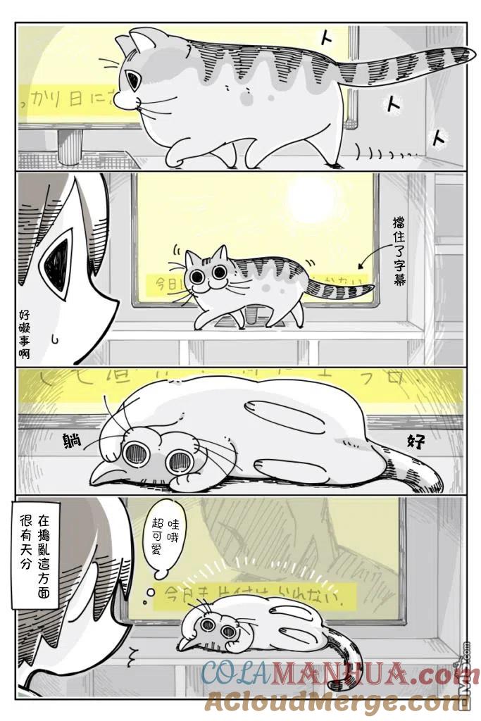 第21话-关于养猫我一直是新手-キュルZ（第2张）