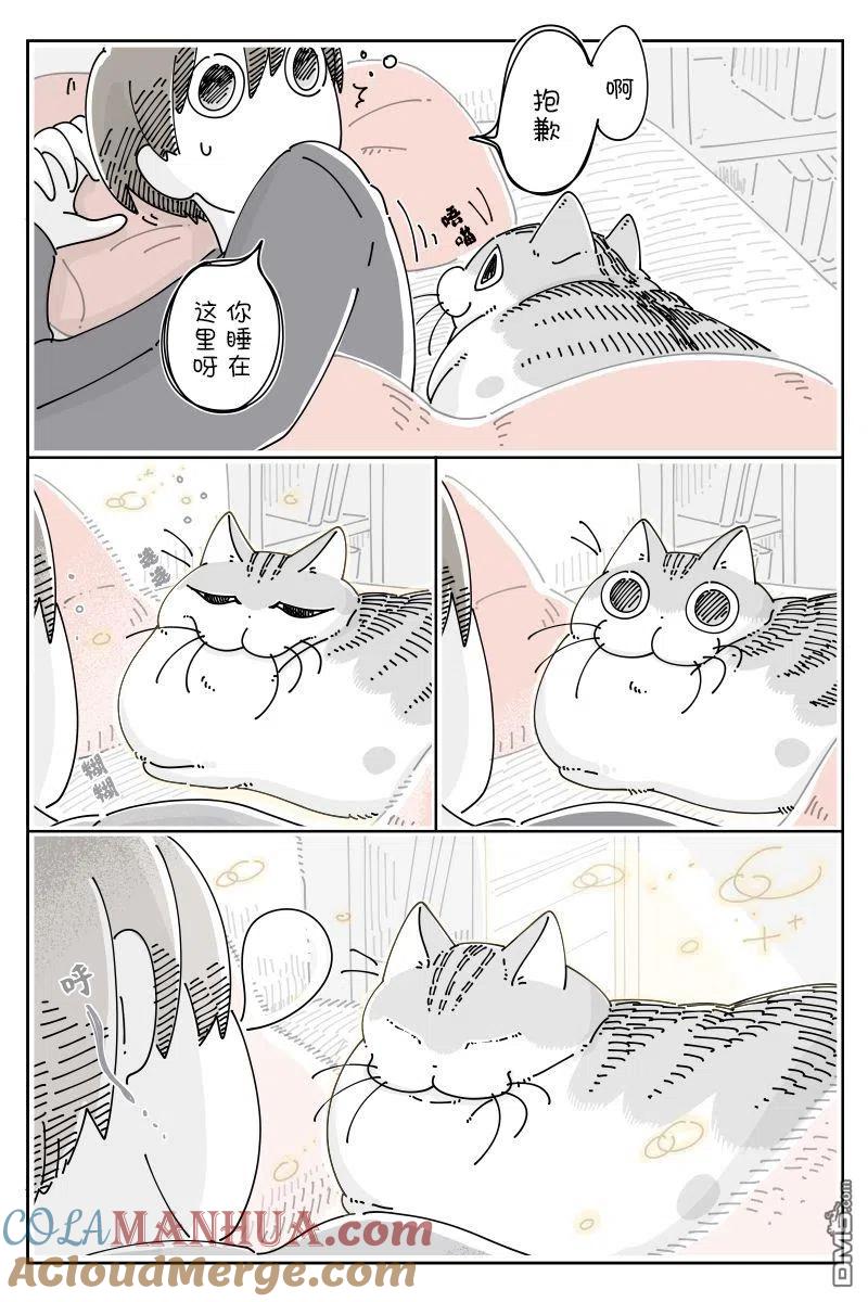 第94话-关于养猫我一直是新手-キュルZ（第1张）