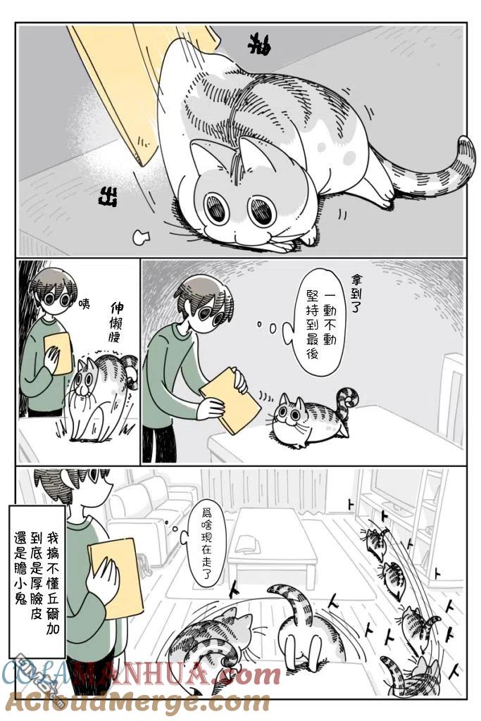 第32话-关于养猫我一直是新手-キュルZ（第2张）