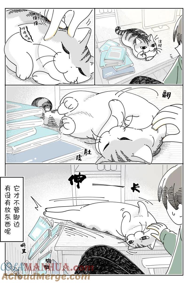 第168话-关于养猫我一直是新手-キュルZ（第2张）