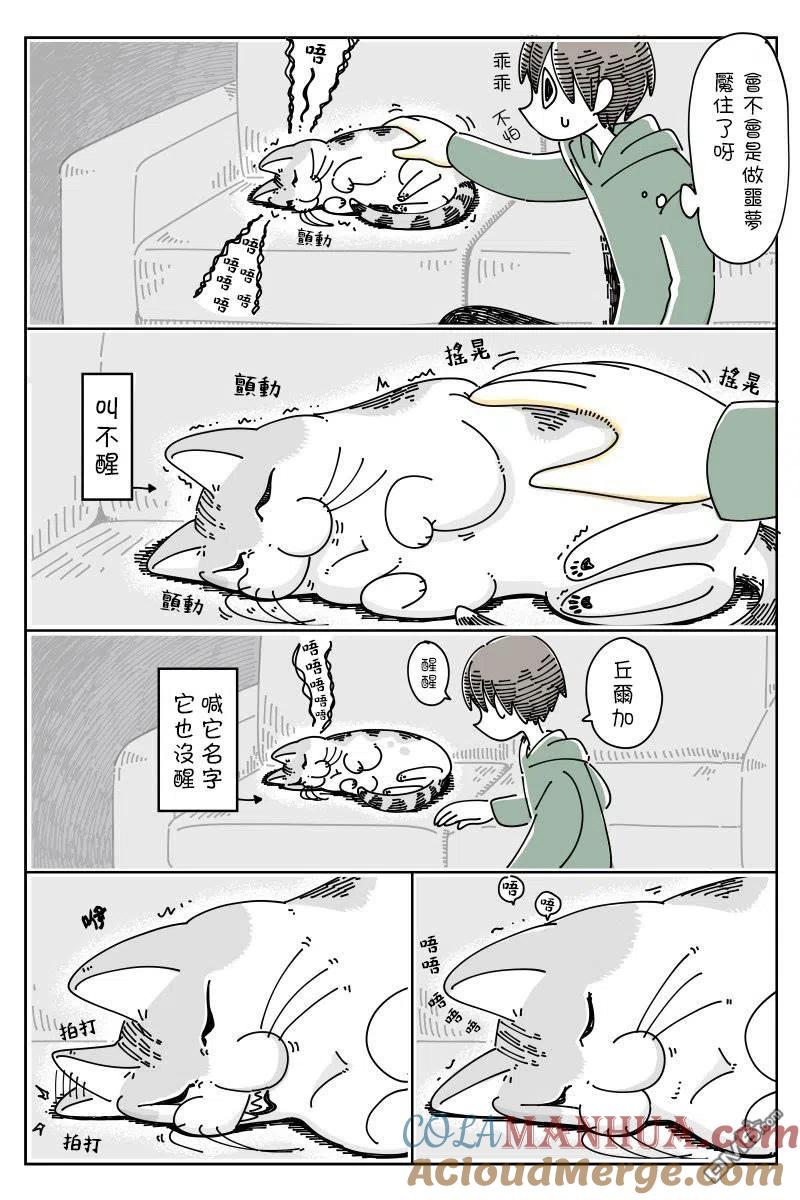 第49话-关于养猫我一直是新手-キュルZ（第1张）