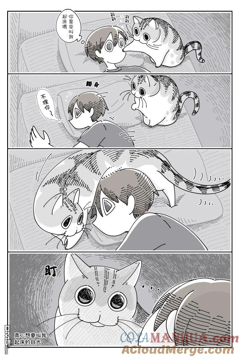 第69话-关于养猫我一直是新手-キュルZ（第1张）