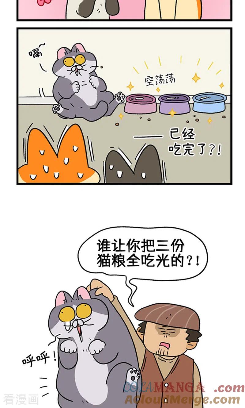 第79话默默是大功臣-阿满和麦茶-新漫画 日胖大海寺（第6张）