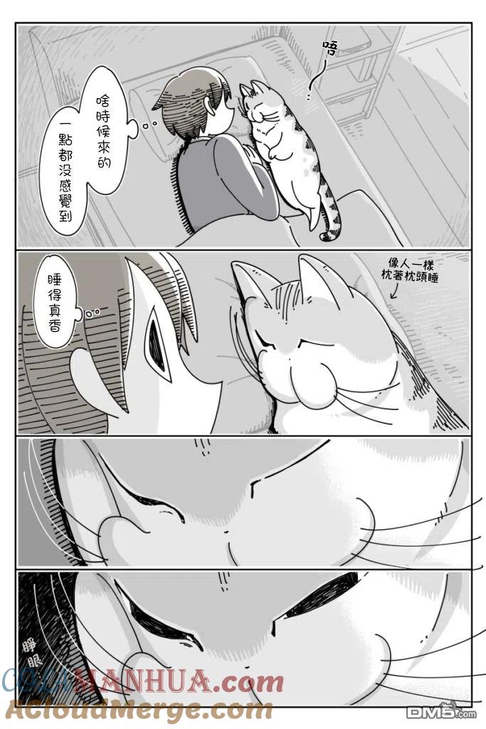 第37话-关于养猫我一直是新手-キュルZ（第1张）