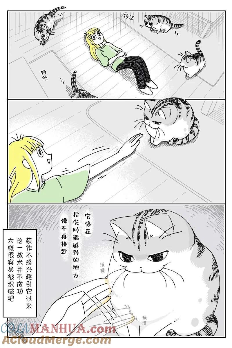 第132话-关于养猫我一直是新手-キュルZ（第3张）