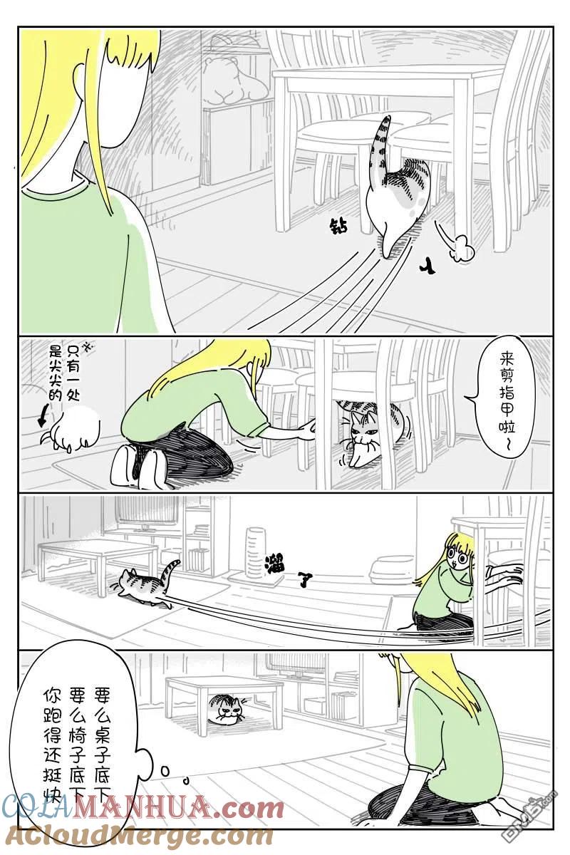 第132话-关于养猫我一直是新手-キュルZ（第1张）