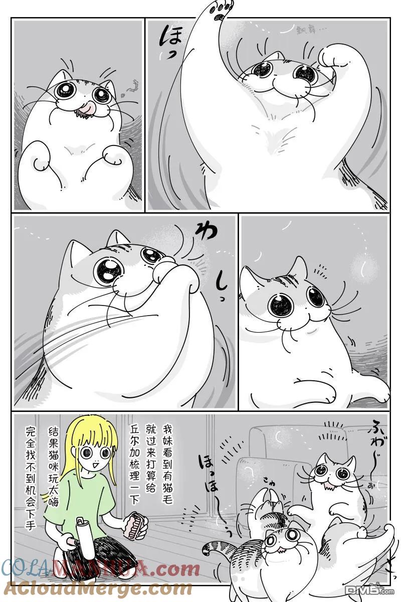 第171话-关于养猫我一直是新手-キュルZ（第1张）