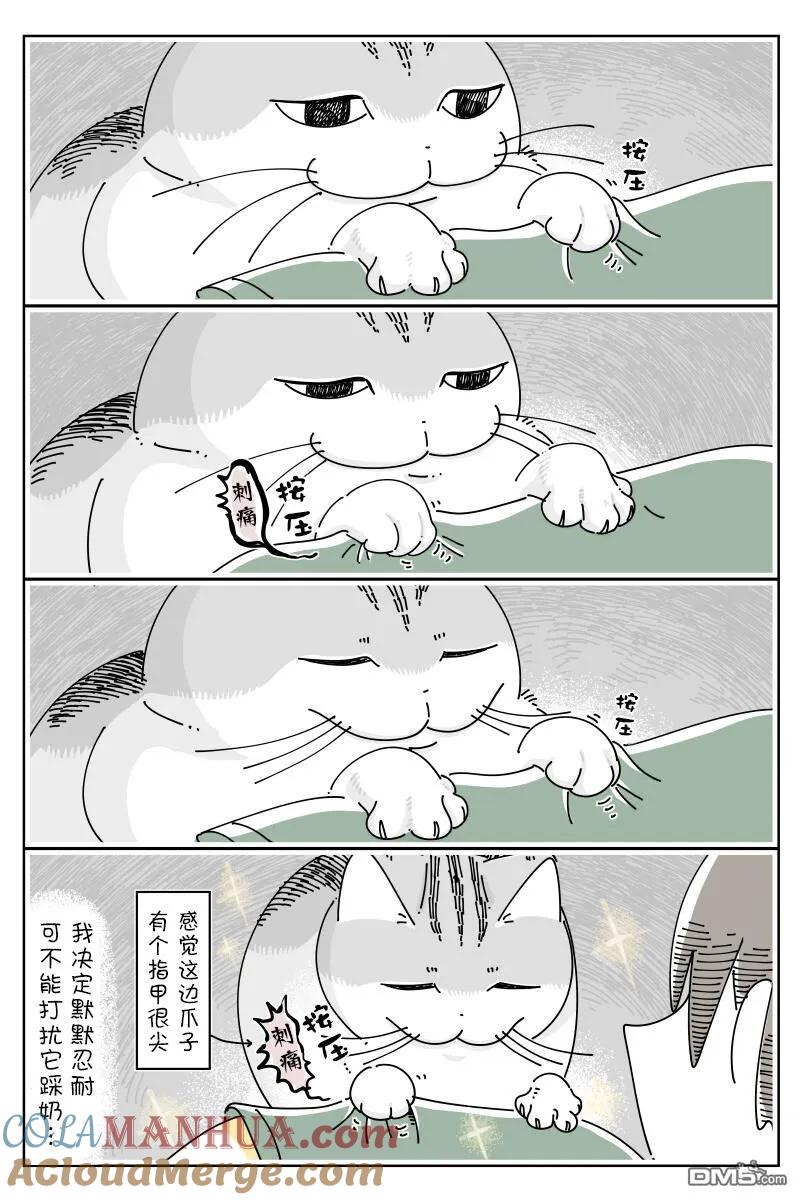 第172话-关于养猫我一直是新手-キュルZ（第1张）