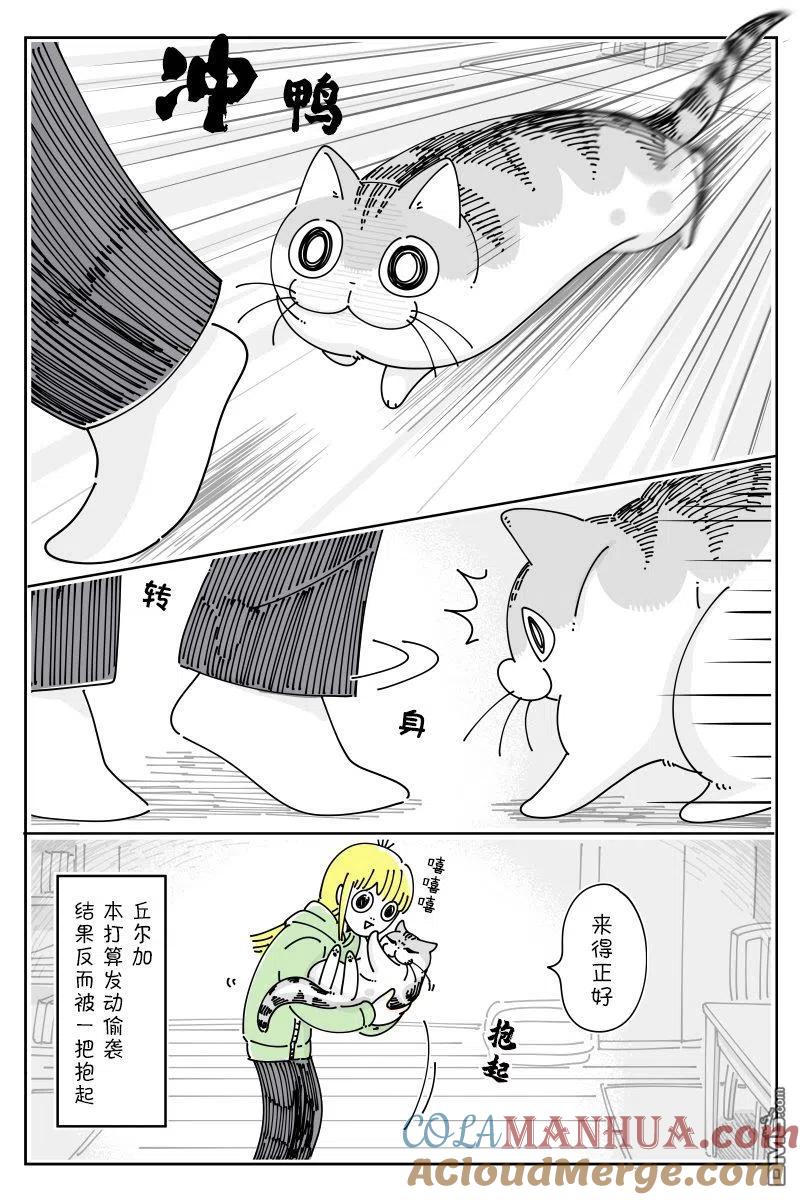 第109话-关于养猫我一直是新手-キュルZ（第2张）
