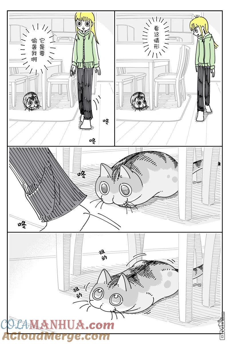 第109话-关于养猫我一直是新手-キュルZ（第1张）
