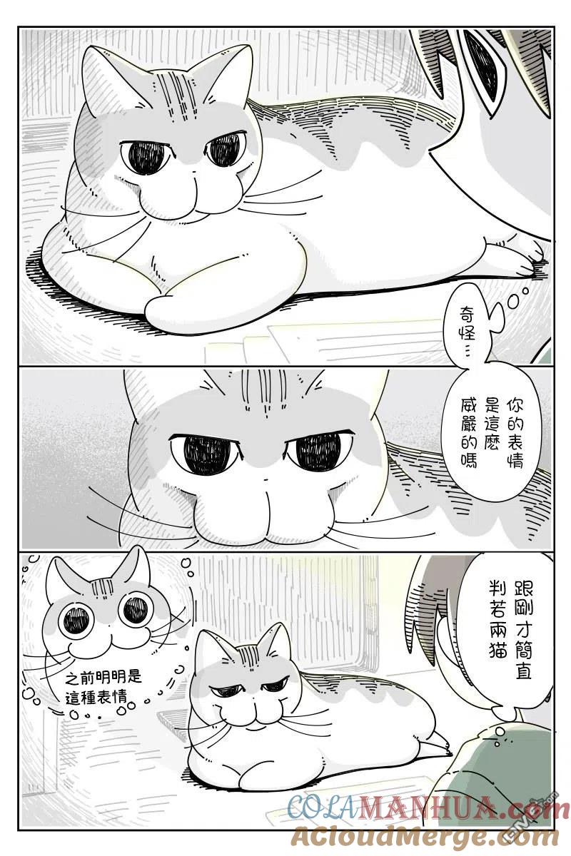 第46话-关于养猫我一直是新手-キュルZ（第1张）