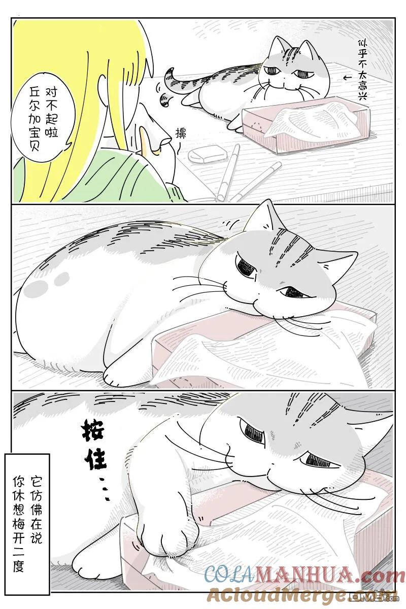 第169话-关于养猫我一直是新手-キュルZ（第2张）