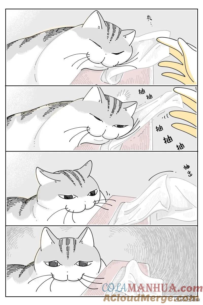 第169话-关于养猫我一直是新手-キュルZ（第1张）