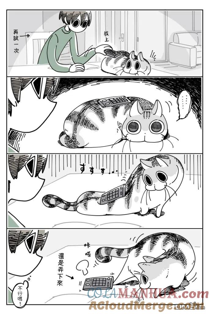 第16话-关于养猫我一直是新手-キュルZ（第2张）