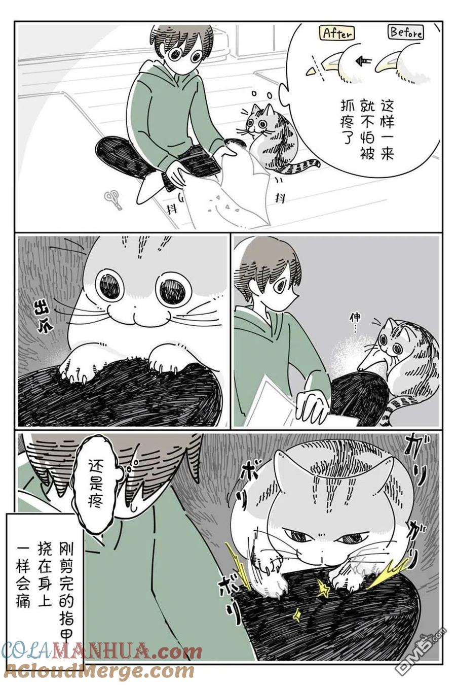 第140话-关于养猫我一直是新手-キュルZ（第2张）