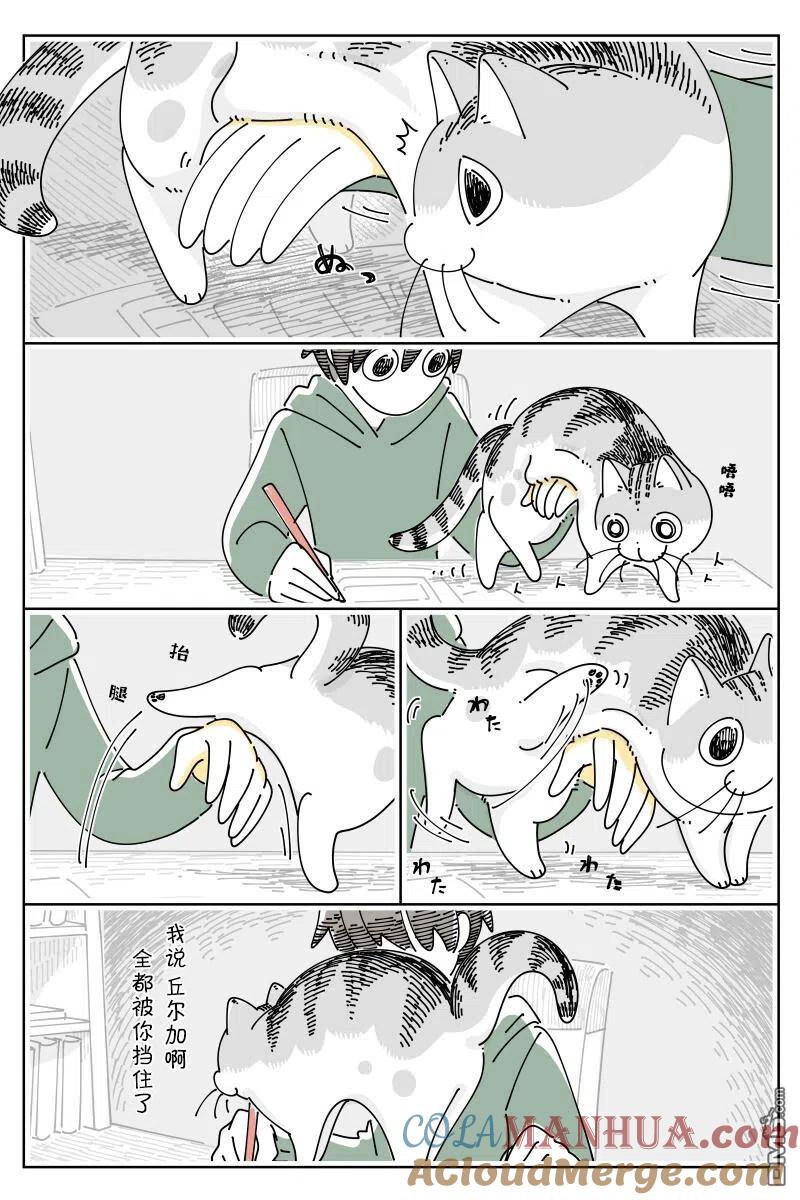第141话-关于养猫我一直是新手-キュルZ（第1张）