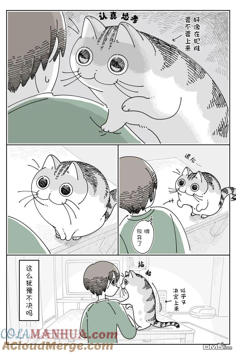 第153话-关于养猫我一直是新手-キュルZ（第2张）