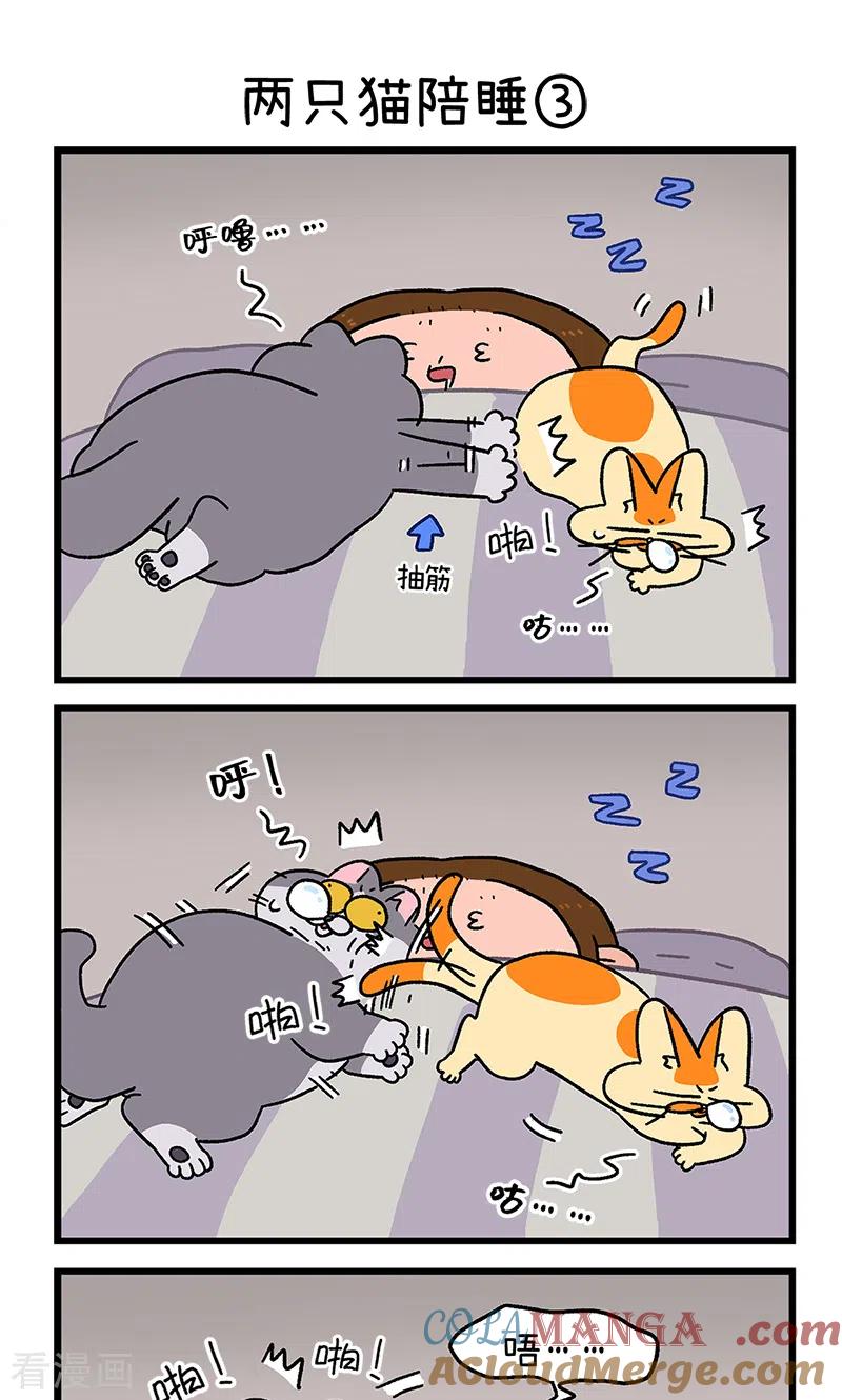 第93话两只猫陪睡-阿满和麦茶-新漫画 日胖大海寺（第5张）