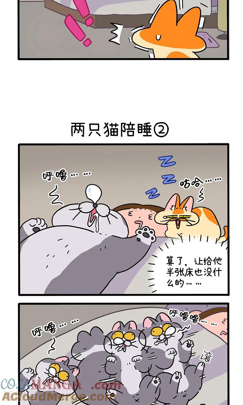 第93话两只猫陪睡-阿满和麦茶-新漫画 日胖大海寺（第3张）