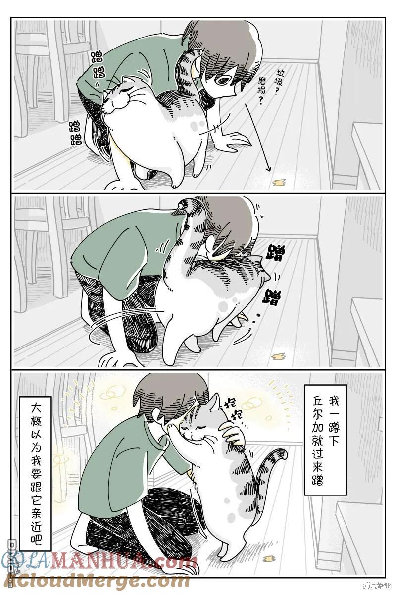 第174话-关于养猫我一直是新手-キュルZ（第1张）