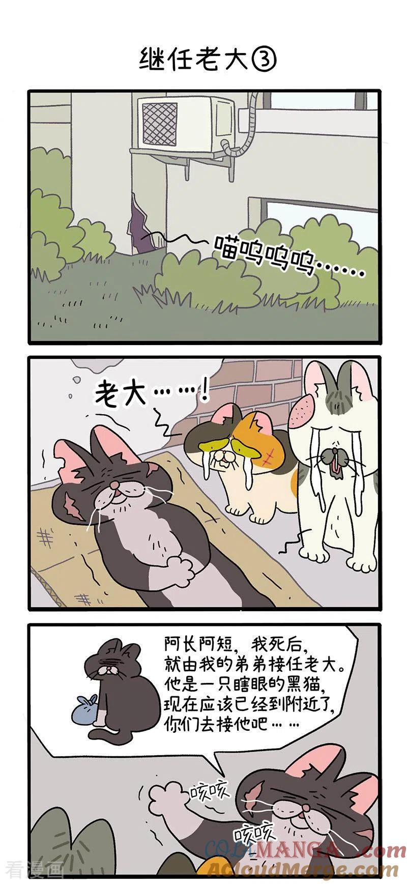 第37话1继任老大-阿满和麦茶-新漫画 日胖大海寺（第4张）