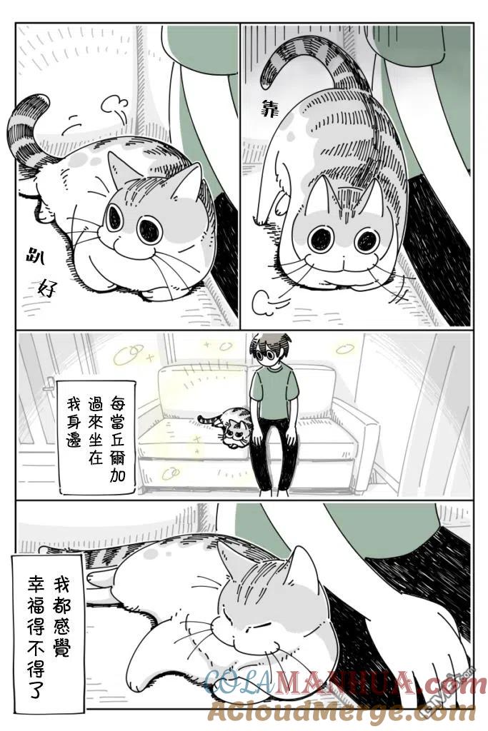 第25话-关于养猫我一直是新手-キュルZ（第1张）