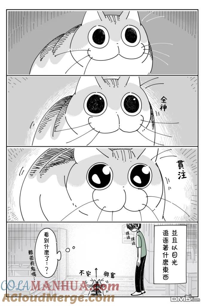第26话-关于养猫我一直是新手-キュルZ（第1张）