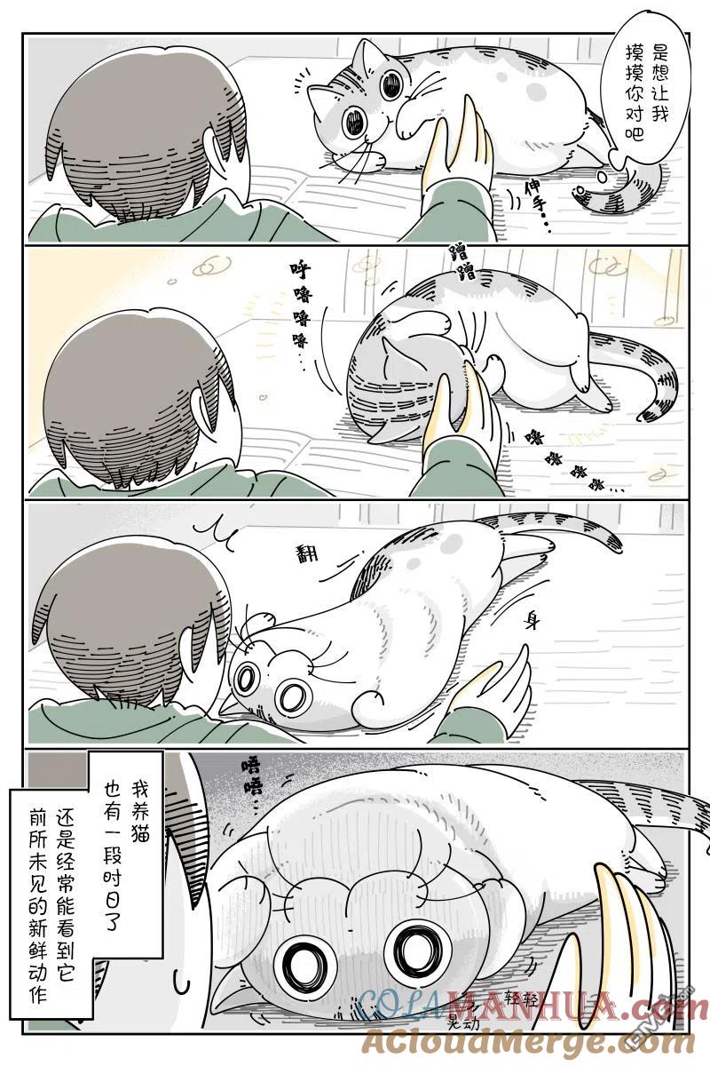 第103话-关于养猫我一直是新手-キュルZ（第1张）
