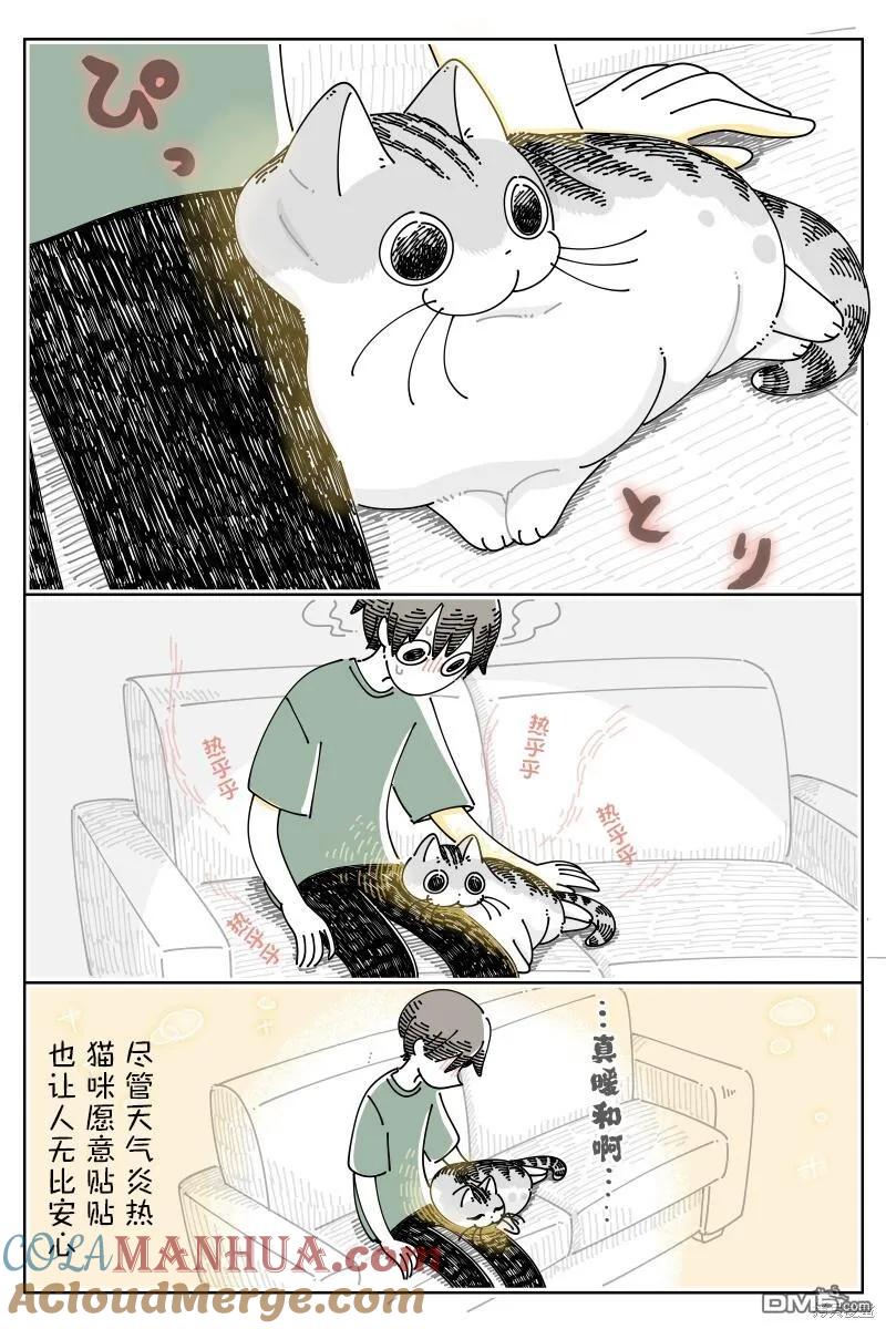 第185话-关于养猫我一直是新手-キュルZ（第1张）