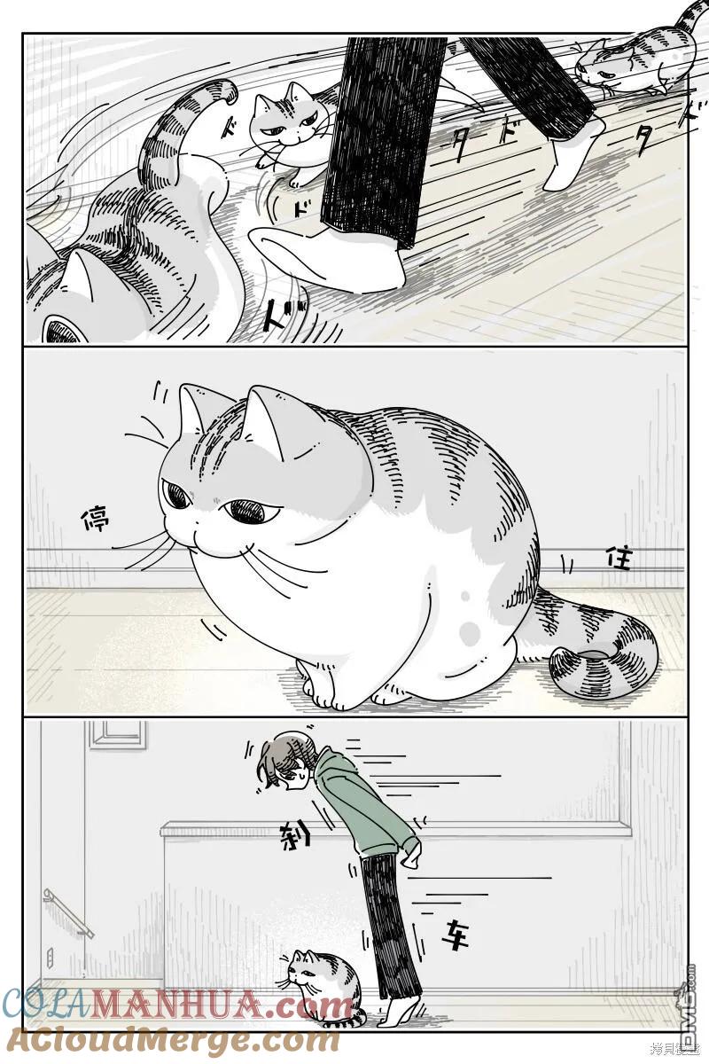 第194话-关于养猫我一直是新手-キュルZ（第1张）