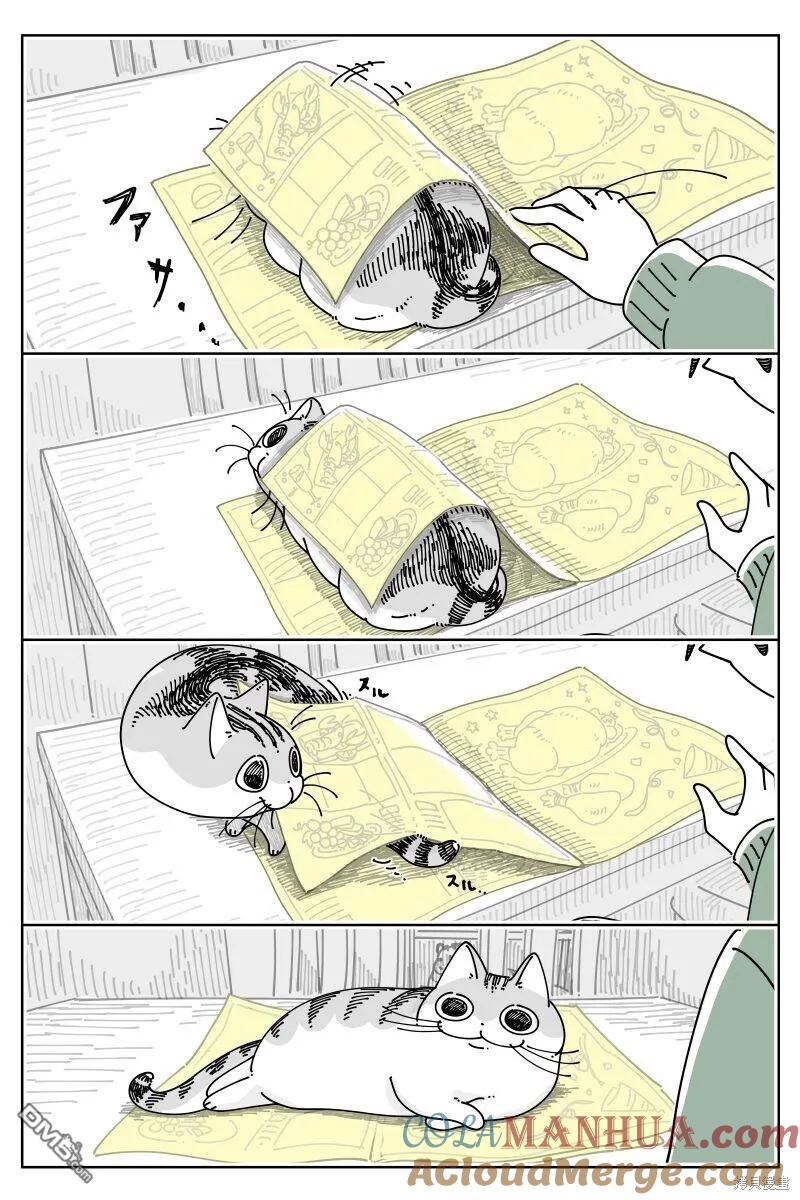 第197话-关于养猫我一直是新手-キュルZ（第1张）